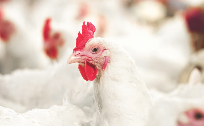 أسعار الدواجن