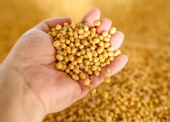 أسعار فول الصويا