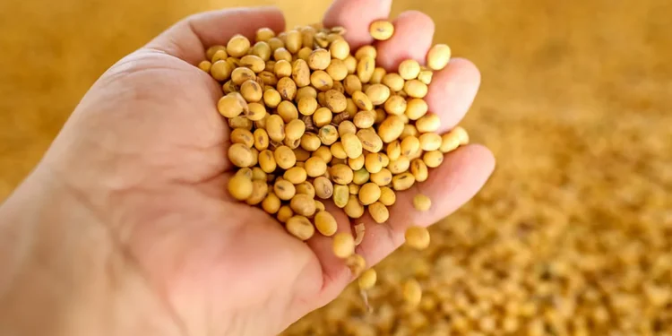 أسعار فول الصويا