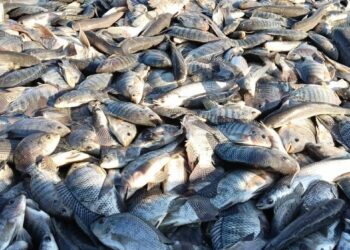 مزرعة الزاوية