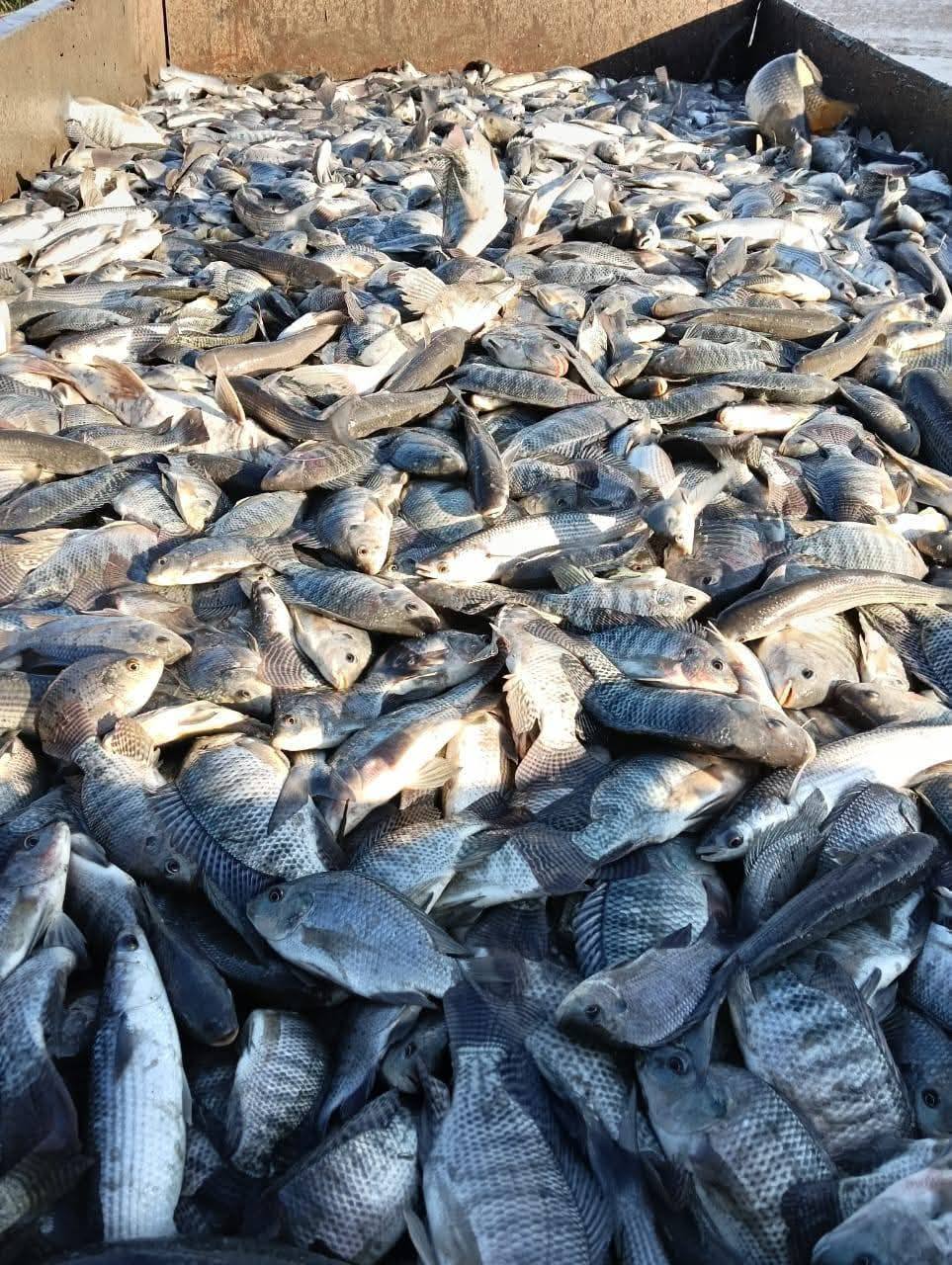 مزرعة الزاوية