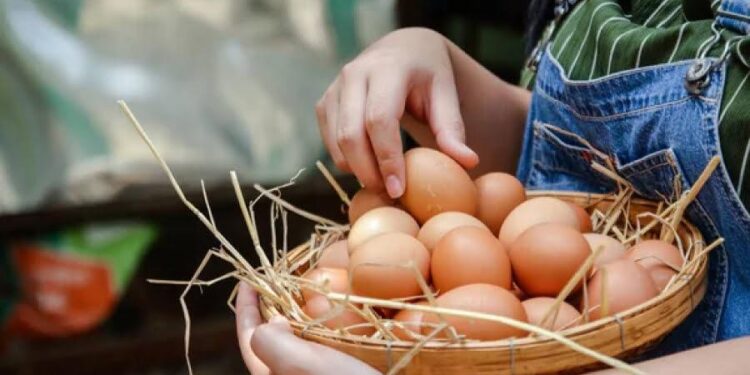 إنتاج البيض