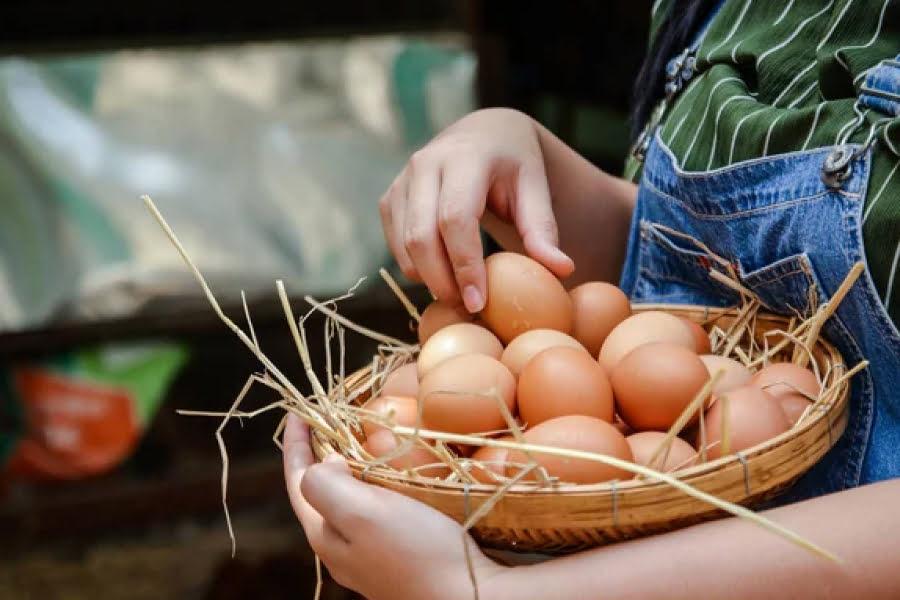إنتاج البيض