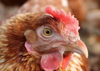 إنفلونزا الطيور