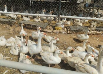 الثروة الداجنة