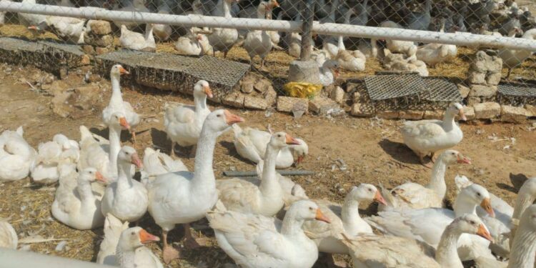 الثروة الداجنة