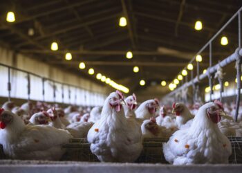 إنتاج الدواجن