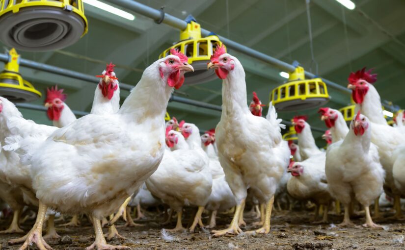 أسعار الدواجن