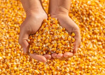 الذرة الأوكراني