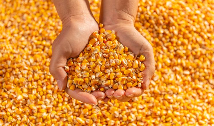 الذرة الأوكراني