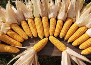 انتعاش الدولار يؤثر سلبًا على أسعار العقود الآجلة للذرة التي تفتتح يوم الإثنين على انخفاض