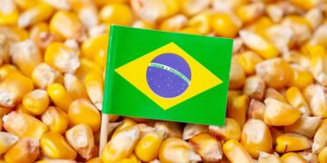 الذرة البرازيلية