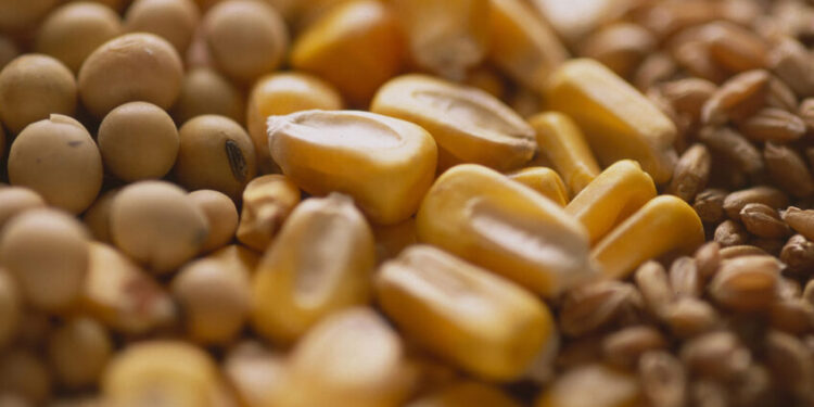 فول الصويا والذرة