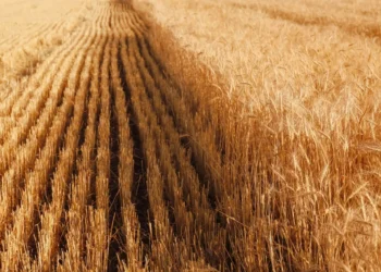 رسوم التصدير على القمح الروسي تظل عند مستوى الصفر