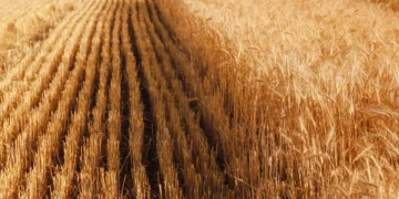 رسوم التصدير على القمح الروسي تظل عند مستوى الصفر