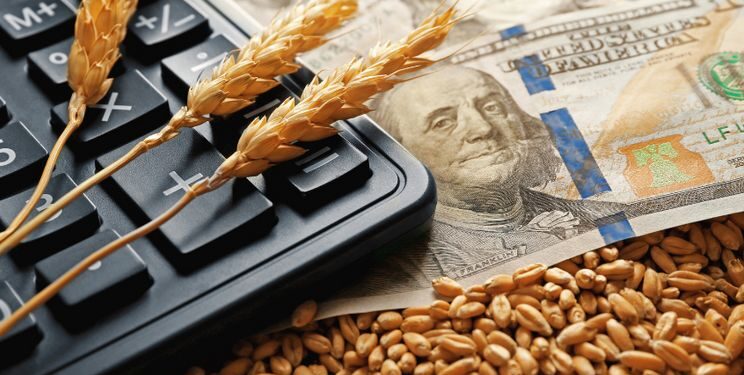 القمح الروسي