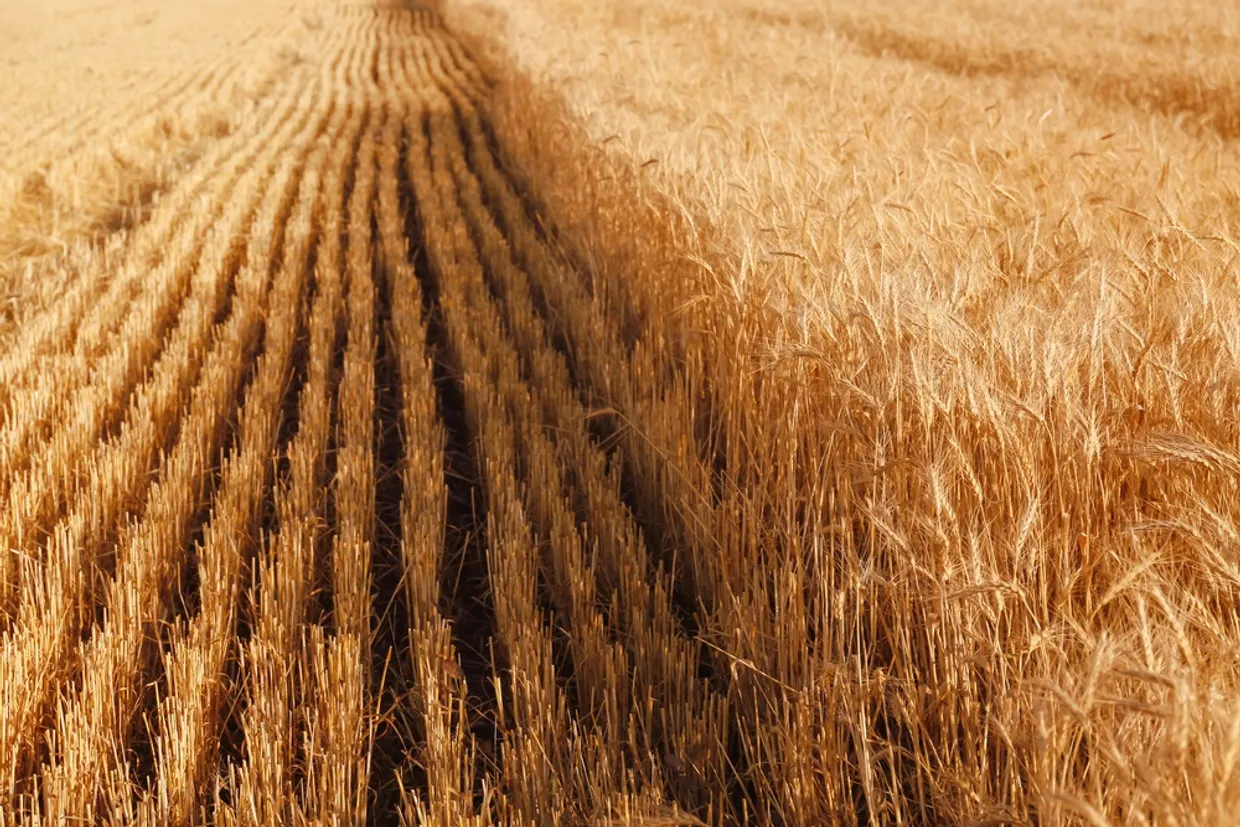 رسوم التصدير على القمح الروسي تظل عند مستوى الصفر