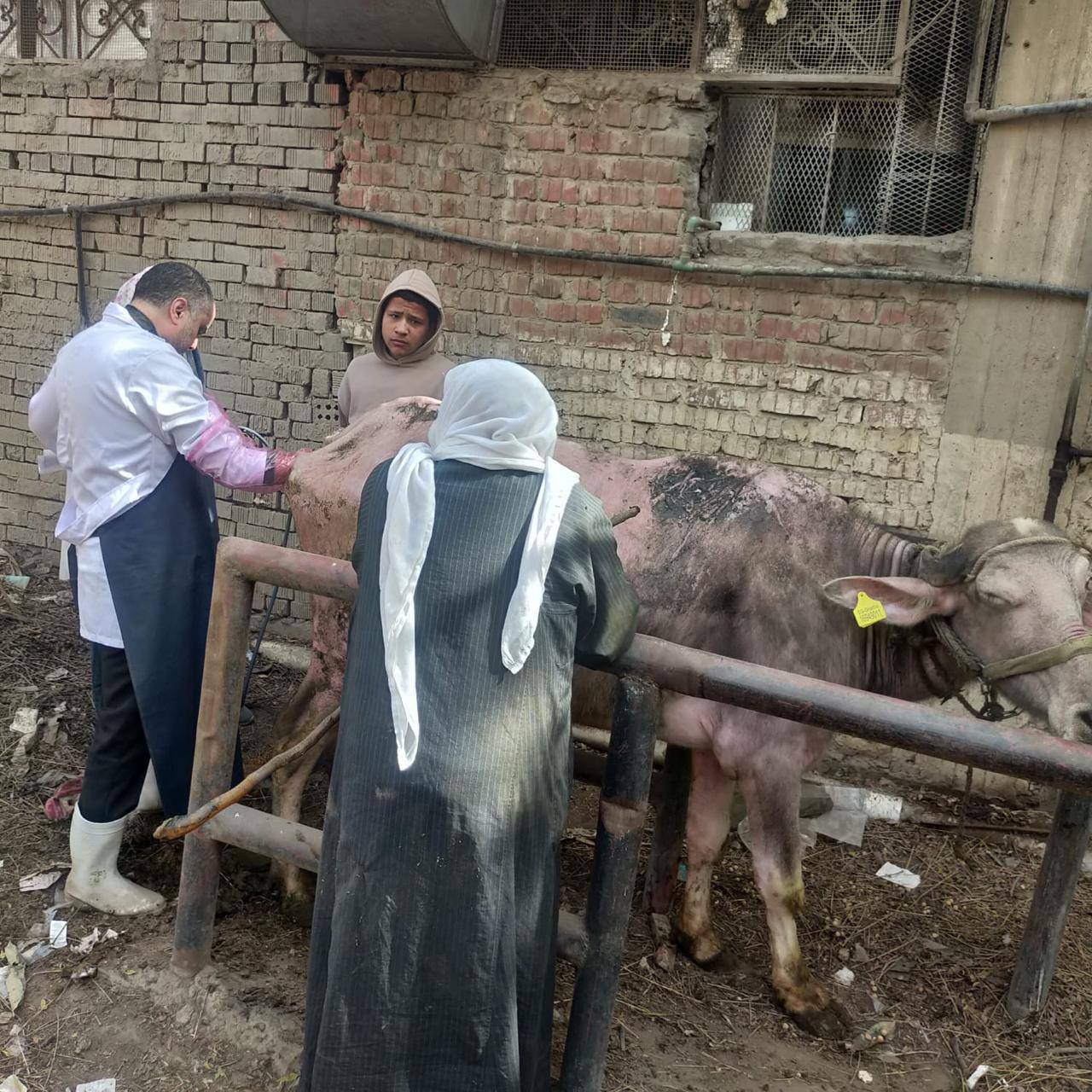 القوافل البيطرية