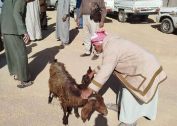 بحوث الصحراء