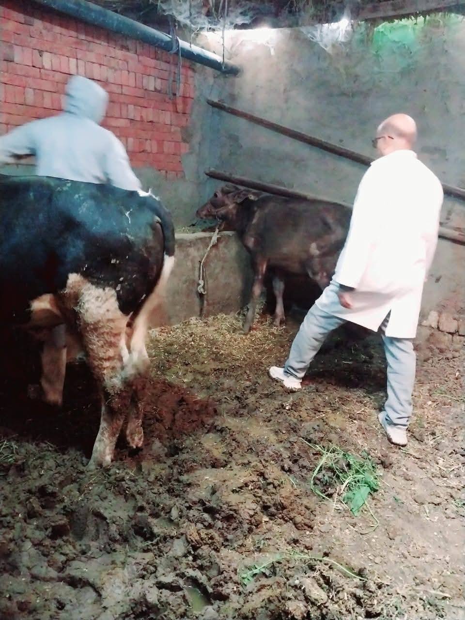 تحصين الماشية