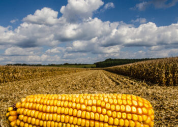 محصول الذرة