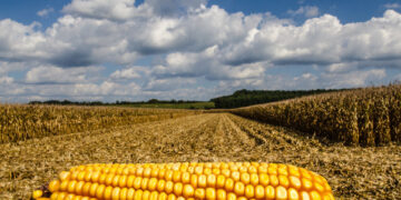 محصول الذرة