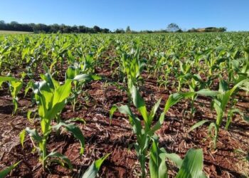 زراعة محصول الذرة في البرازيل