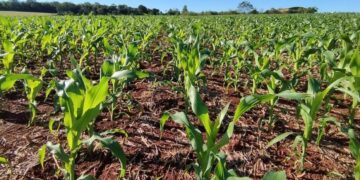 زراعة محصول الذرة في البرازيل