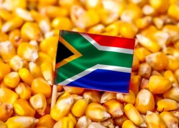 إنتاج الذرة