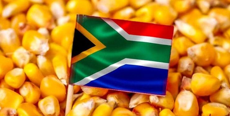 إنتاج الذرة