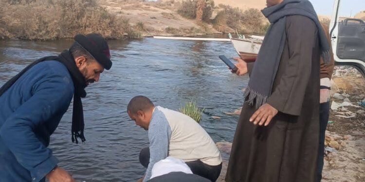 زريعة الطوبارة