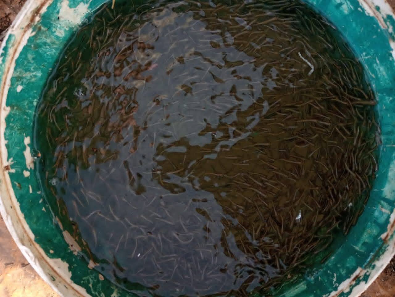 زريعة الطوبارة