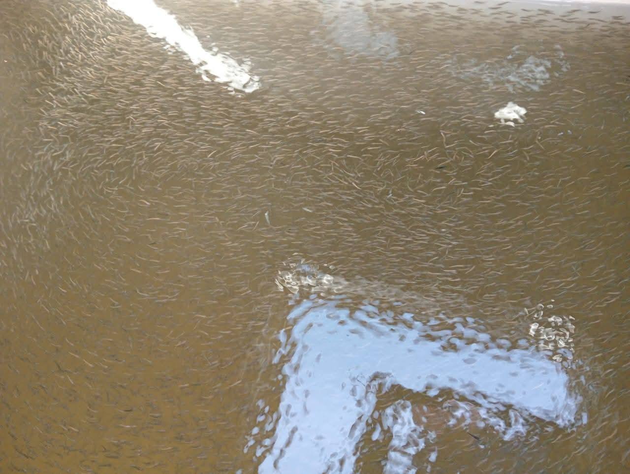 زريعة طوبار