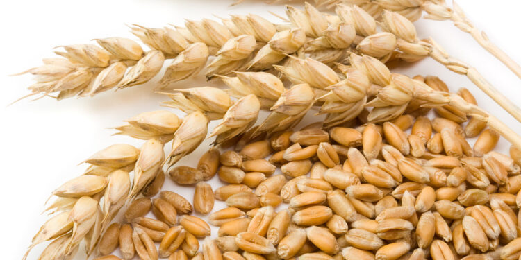 صادرات القمح