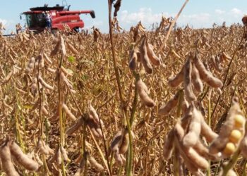 البرازيل تحصد 10٪ من محصول الصويا