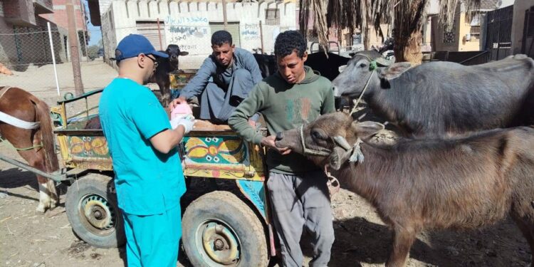 قوافل بيطرية