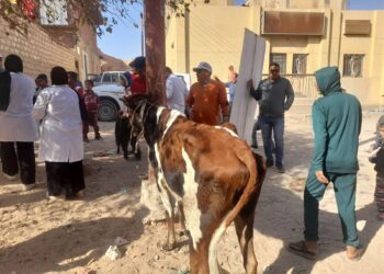 قوافل بيطرية