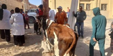 قوافل بيطرية