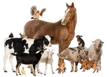 الماشية والدواجن والأغنام