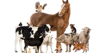 الماشية والدواجن والأغنام