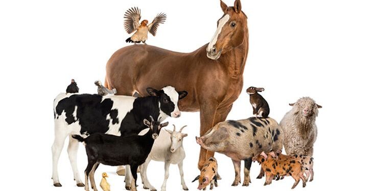 الماشية والدواجن والأغنام