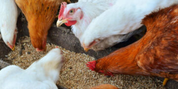 أسعار الدواجن