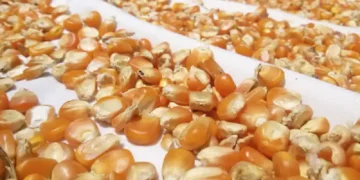 أسعار الذرة