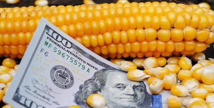 أسعار الذرة