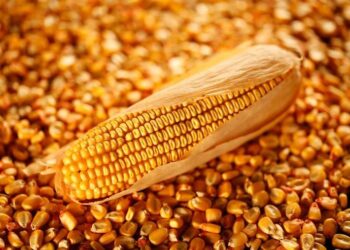 الذرة الأمريكية