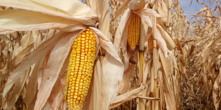 زراعة الذرة