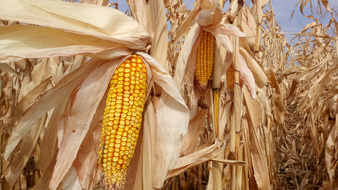 زراعة الذرة