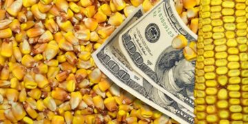 أسعار الذرة