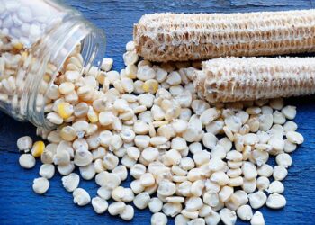 إنتاج الذرة