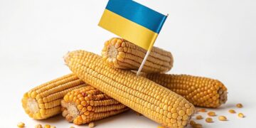 الذرة الأوكراني